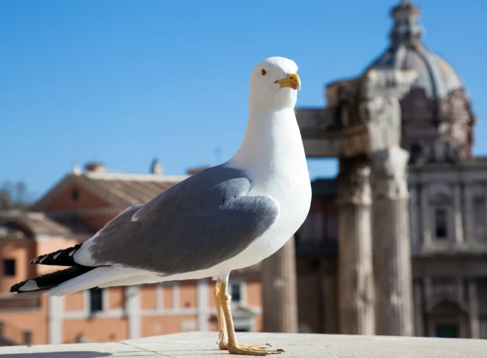 Le temps de vie d’une mouette 